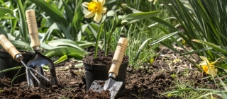 Especial: La jardinería aumentó un 4,5% en 2021